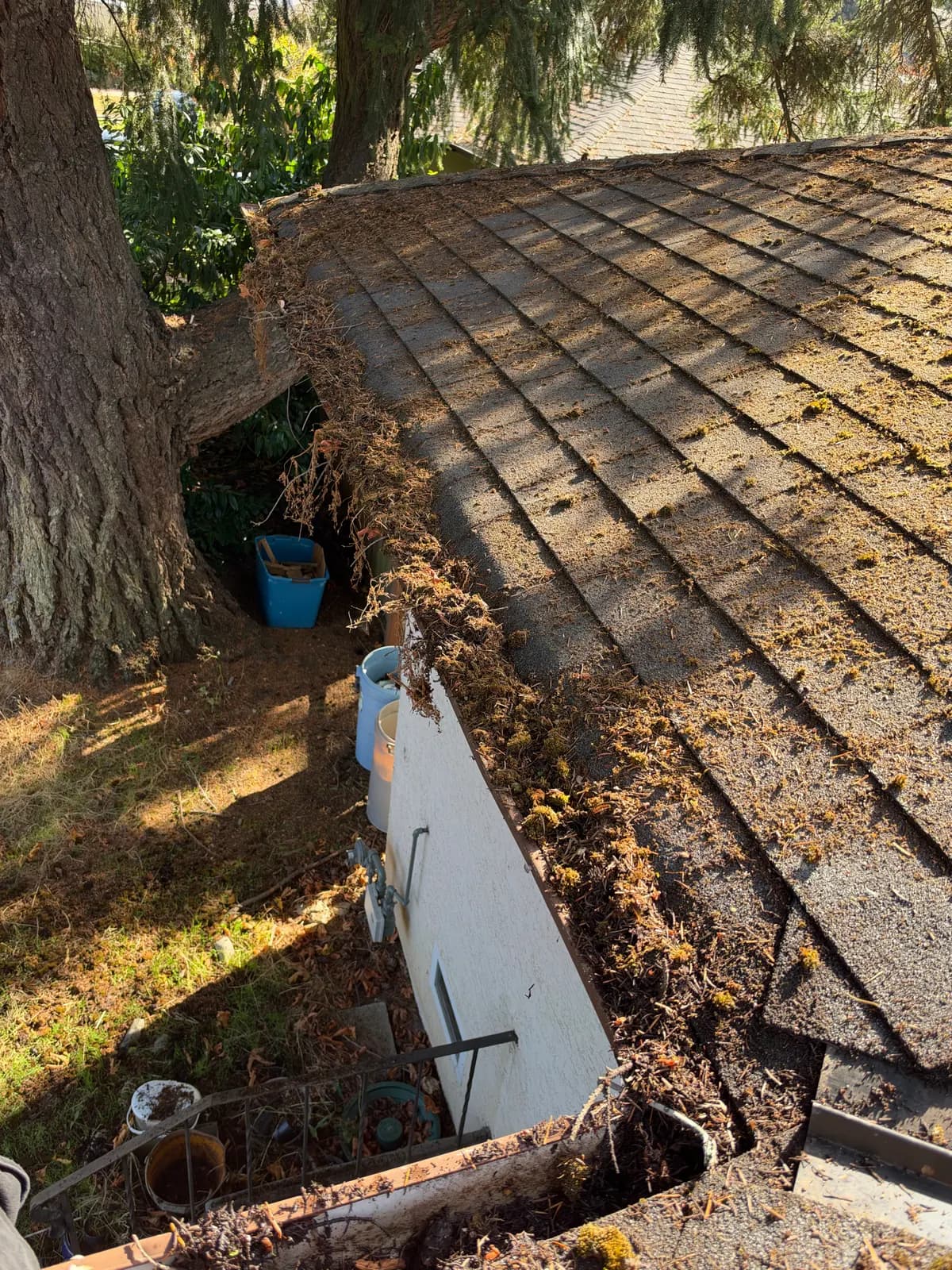 Moss, needles and plant debris filling a gutter beneath a tree.